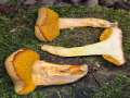 Gelblicher Filzr�hrling